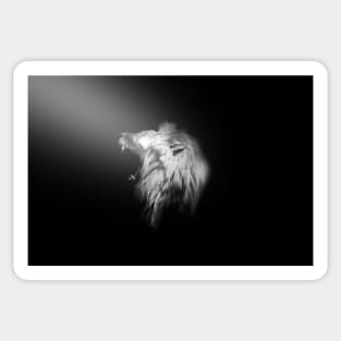 Lion in the Spotlight 4/4/22 / Swiss Artwork Photography Sticker